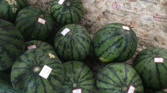 街边免费吃瓜,夏日炎炎解暑神器 第2张 街边免费吃瓜,夏日炎炎解暑神器 第2张